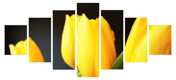 Obraz tulipánů (210x100 cm)