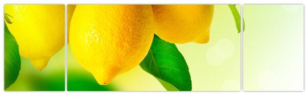 Obraz citrónů (170x50 cm)