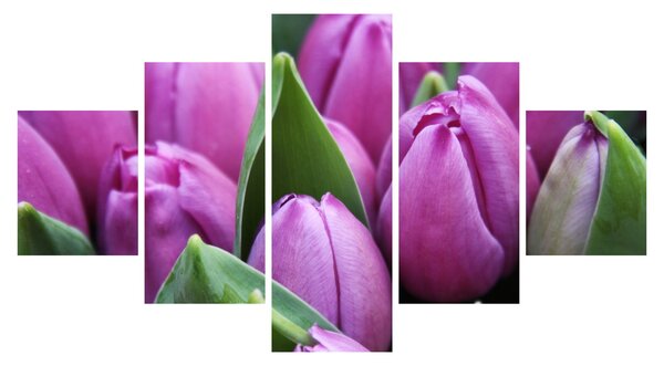 Obraz - květy tulipánů (125x70 cm)