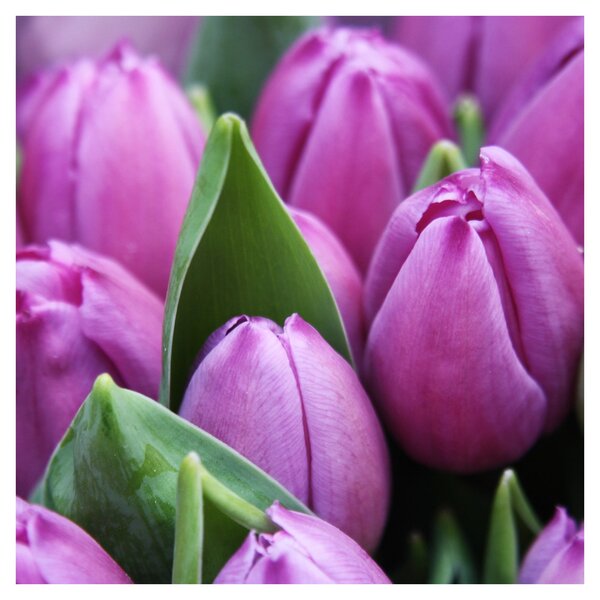 Obraz - květy tulipánů (30x30 cm)