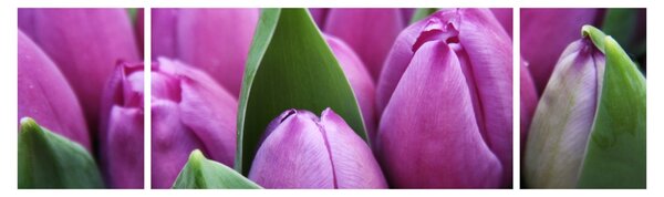 Obraz - květy tulipánů (170x50 cm)