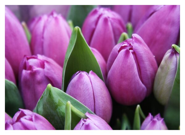 Obraz - květy tulipánů (70x50 cm)