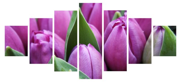 Obraz - květy tulipánů (210x100 cm)