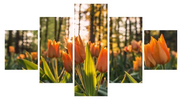 Obraz - květy tulipánů (125x70 cm)