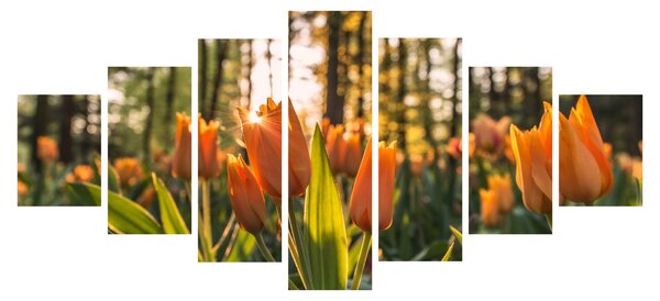 Obraz - květy tulipánů (210x100 cm)