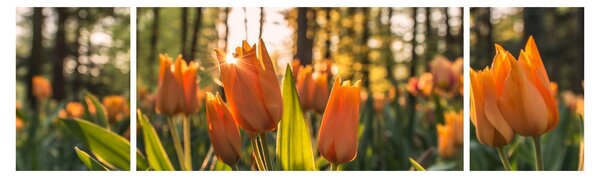 Obraz - květy tulipánů (170x50 cm)