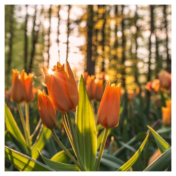 Obraz - květy tulipánů (30x30 cm)