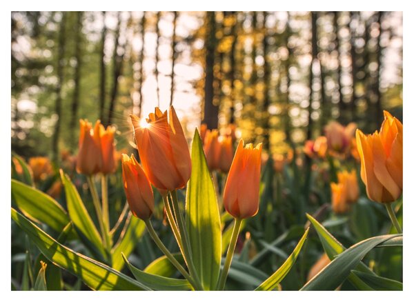 Obraz - květy tulipánů (70x50 cm)