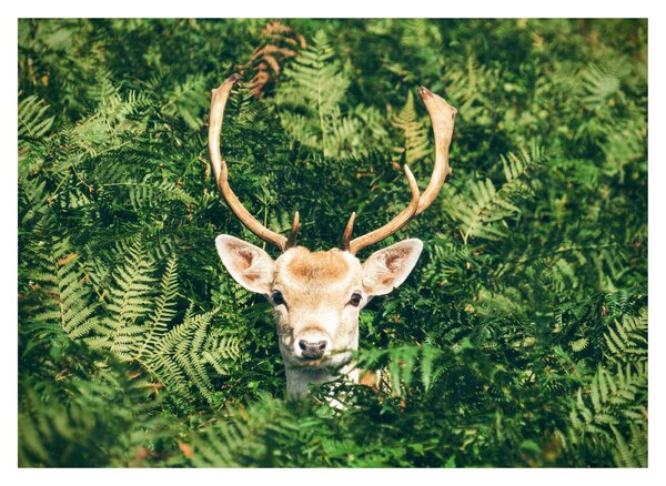 Obraz - detail srnčí hlavy (70x50 cm)