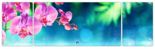 Obraz - Orchidej (170x50 cm)