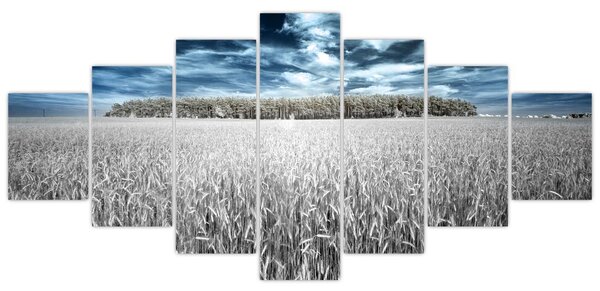 Obraz pole (210x100 cm)