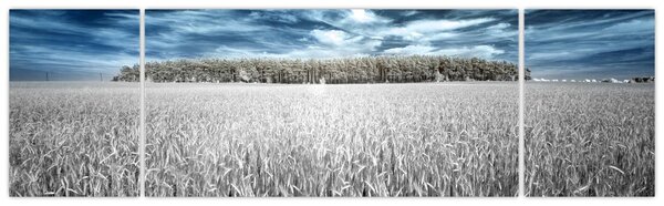 Obraz pole (170x50 cm)