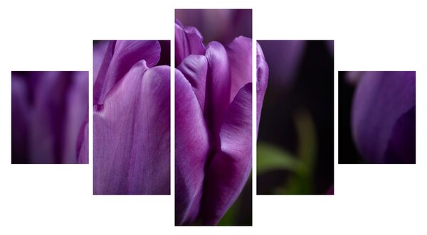 Obraz květů tulipánů (125x70 cm)