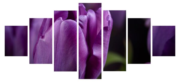 Obraz květů tulipánů (210x100 cm)