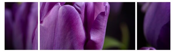 Obraz květů tulipánů (170x50 cm)