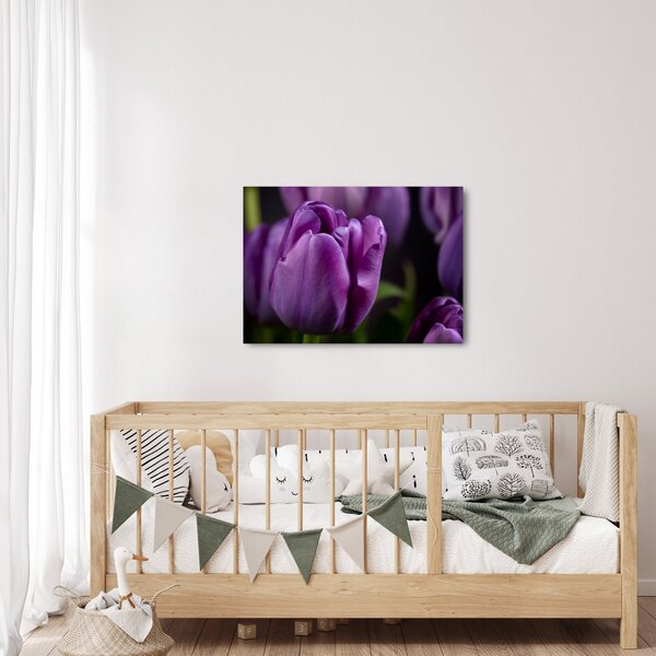 Obraz květů tulipánů (70x50 cm)