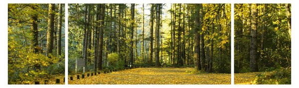 Obraz - les na podzim (170x50 cm)