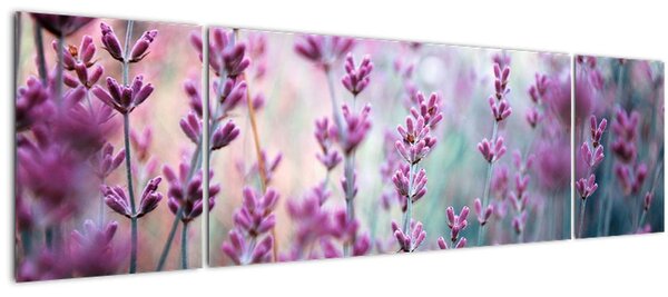 Obraz - Levandule (170x50 cm)