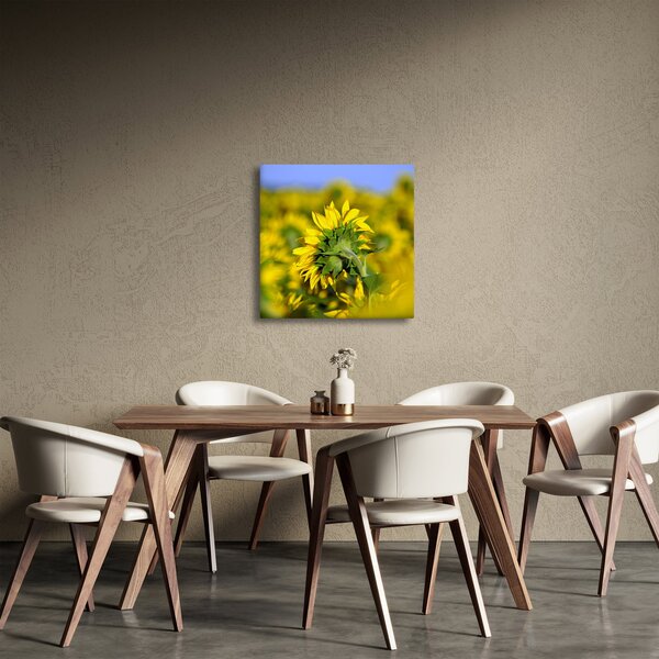 Obraz slunečnice (30x30 cm)