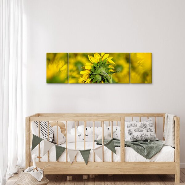 Obraz slunečnice (170x50 cm)