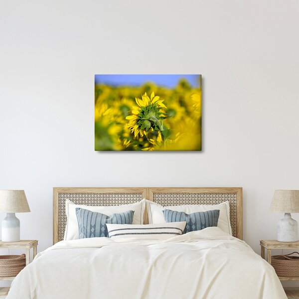 Obraz slunečnice (70x50 cm)