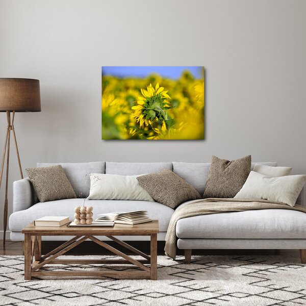 Obraz slunečnice (70x50 cm)