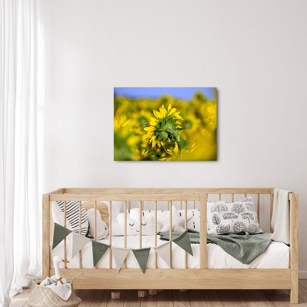 Obraz slunečnice (70x50 cm)