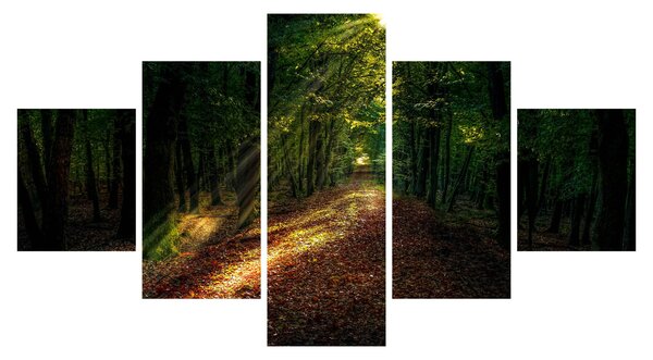 Obraz lesní cesty (125x70 cm)