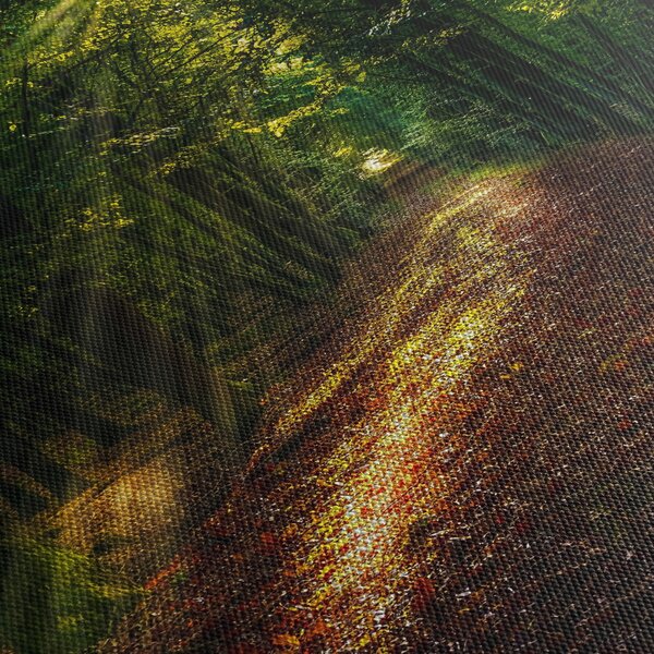 Obraz lesní cesty (210x100 cm)