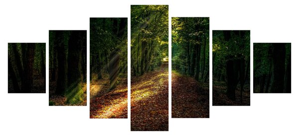 Obraz lesní cesty (210x100 cm)