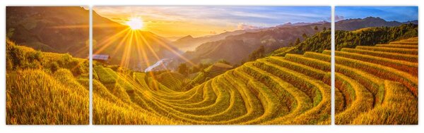 Obraz - Rýžové terasy ve Vietnamu (170x50 cm)