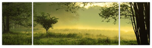 Obraz - Probouzející se les (170x50 cm)