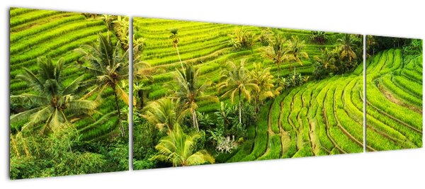 Obraz - Rýžové terasy (170x50 cm)