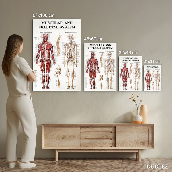 DUBLEZ | Dřevěný obraz - Anatomický kostrovo-svalový systém | UV tisk, Premium