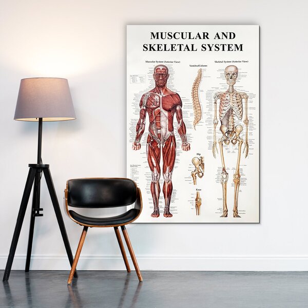 DUBLEZ | Dřevěný obraz - Anatomický kostrovo-svalový systém | UV tisk, Premium