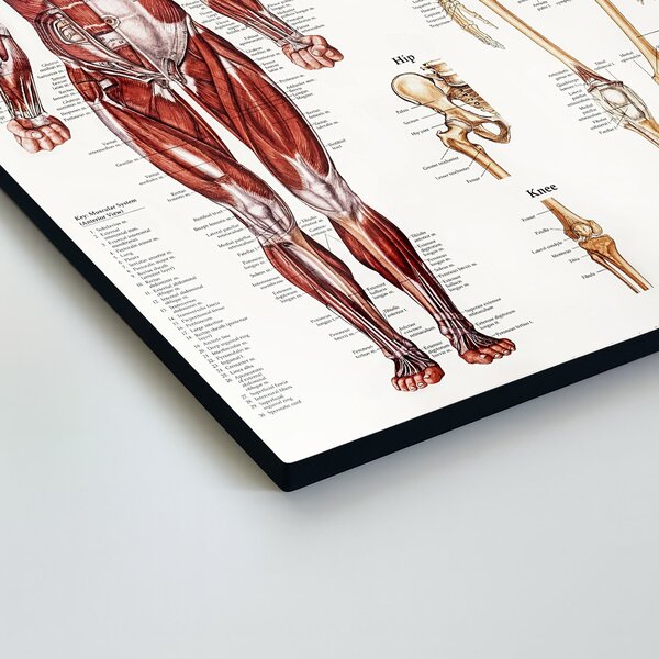 DUBLEZ | Dřevěný obraz - Anatomický kostrovo-svalový systém | UV tisk, Premium