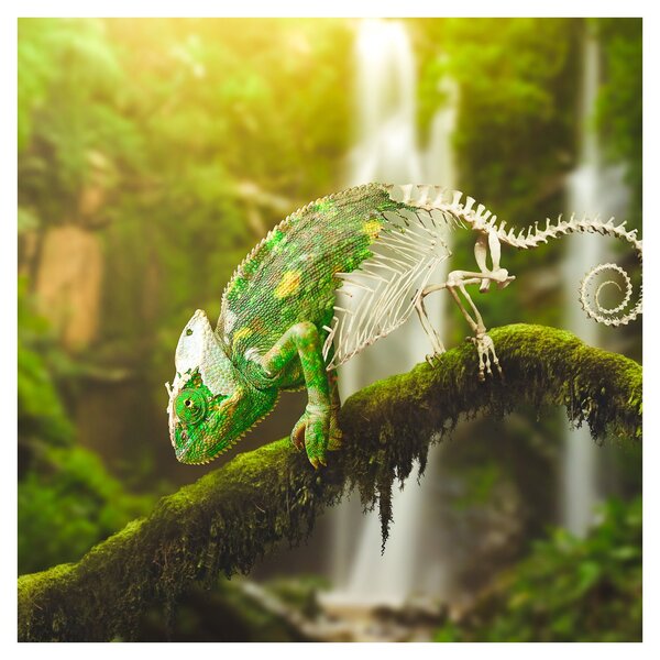 Obraz chameleona (30x30 cm)