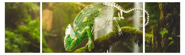 Obraz chameleona (170x50 cm)