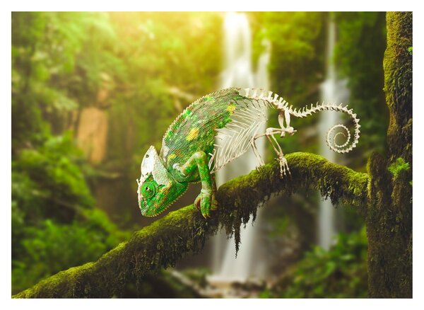 Obraz chameleona (70x50 cm)