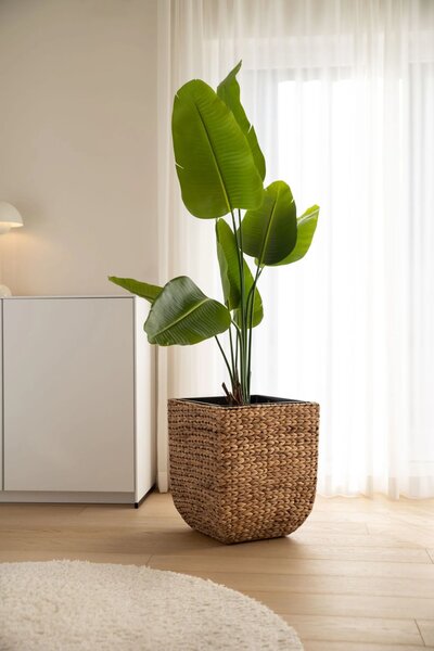 Květináč ASIA, vodní hyacint, výška 50 cm, natur