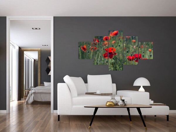 Obraz - Louka s Vlčími máky (125x70 cm)