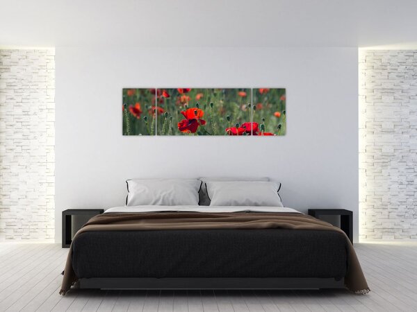 Obraz - Louka s Vlčími máky (170x50 cm)