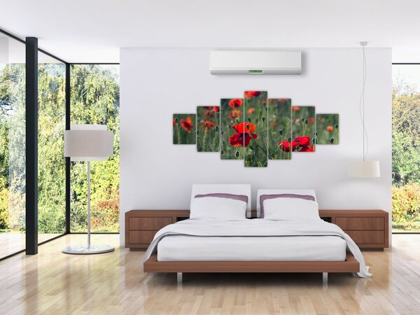 Obraz - Louka s Vlčími máky (210x100 cm)