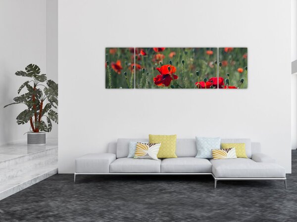 Obraz - Louka s Vlčími máky (170x50 cm)