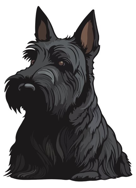 PIPPER. Nálepka Skotský teriér Velikost: 60cm