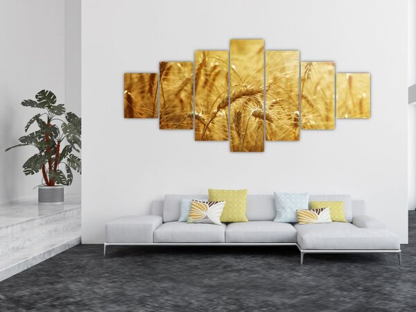 Obraz - Klasy obilí (210x100 cm)