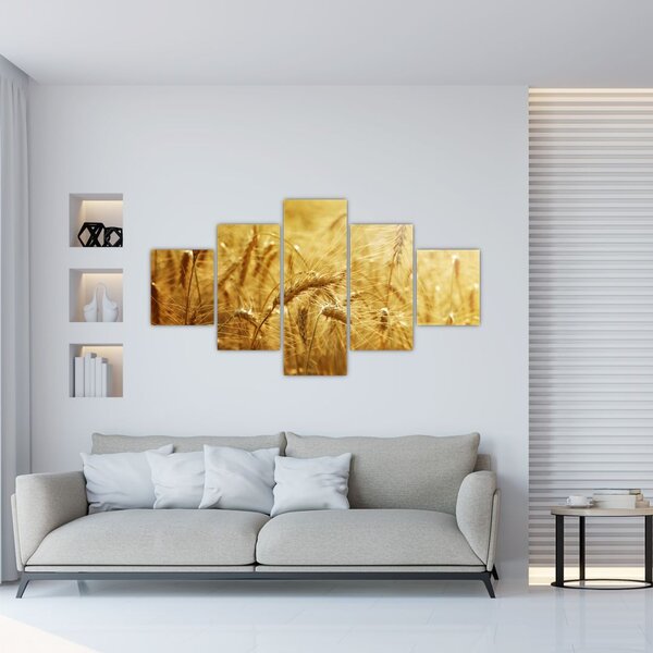 Obraz - Klasy obilí (125x70 cm)