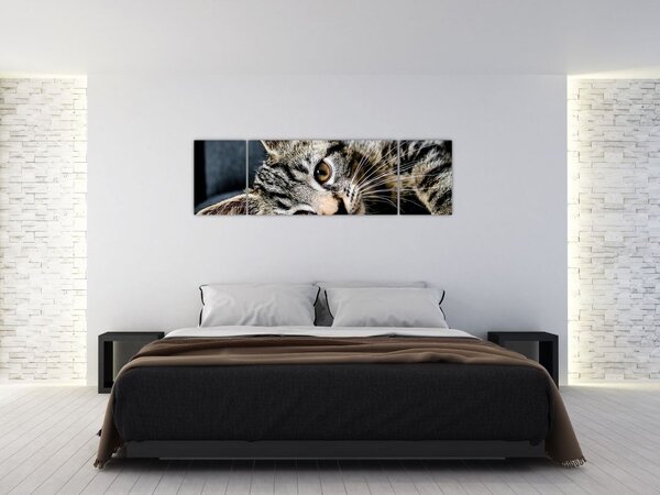 Obraz - Kotě (170x50 cm)