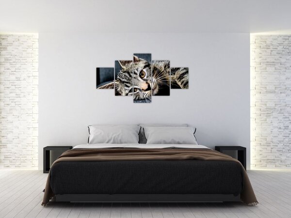 Obraz - Kotě (125x70 cm)