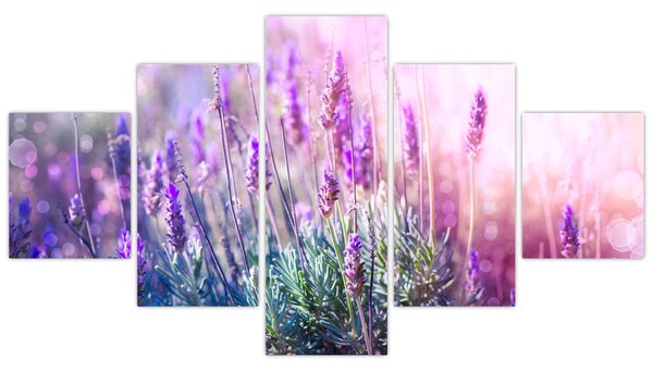 Obraz - Levandule ve třpytu slunce (125x70 cm)